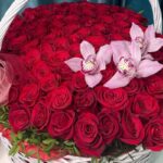 4imperatrica-800×800