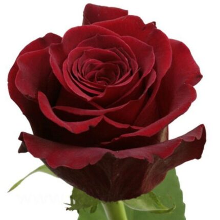 Роза сорт Фридом.