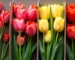 Различные виды тюльпанов